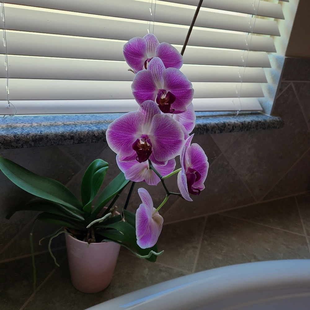 Meet your Posher, Dawn